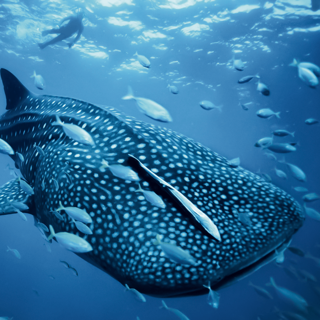 Whale shark swimming in the indian ocean surrounded by Remoras and small fishes
