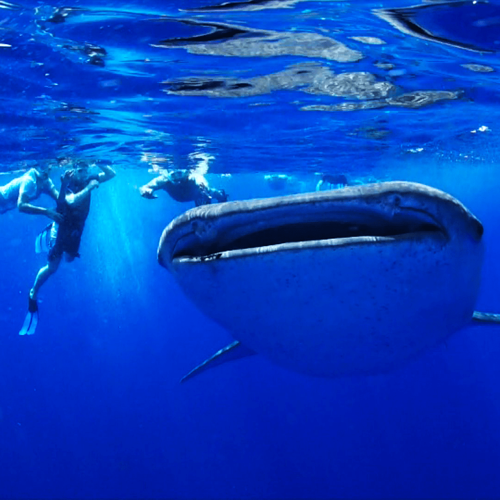 Snorkellers swimming beside a whale shark near the ocean surface off Diani Beach, Kenya