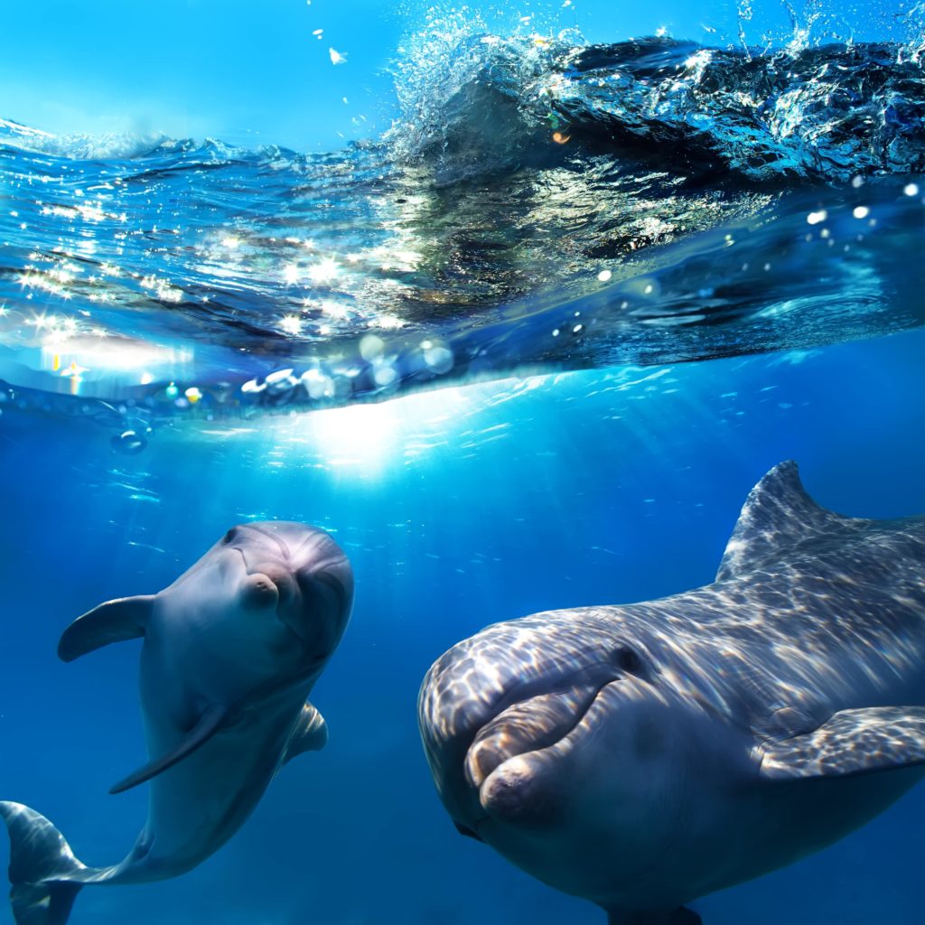 Dolphins swimming in the Indian ocean off Diani beach, Kenya