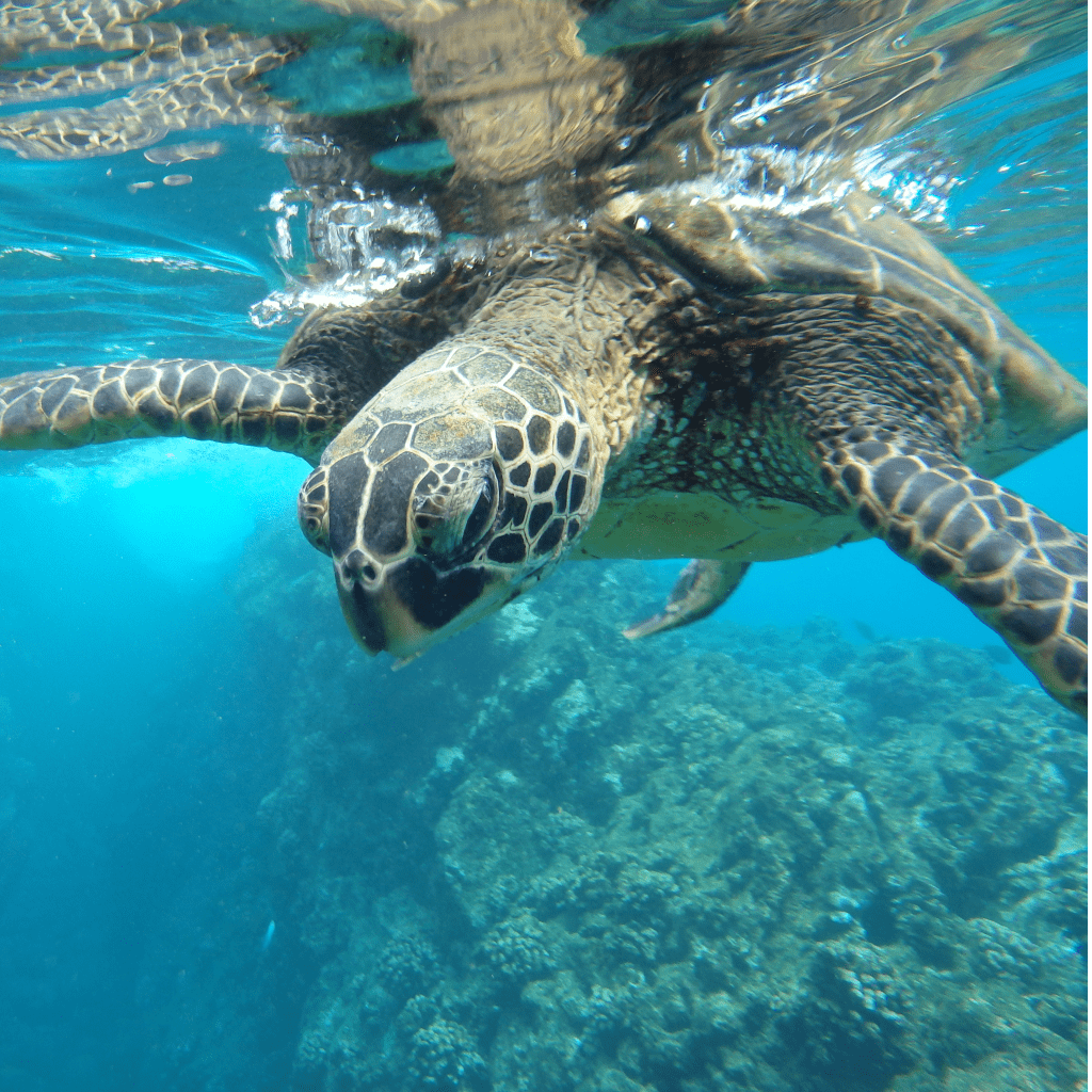 Turtle Swimming in the ocean