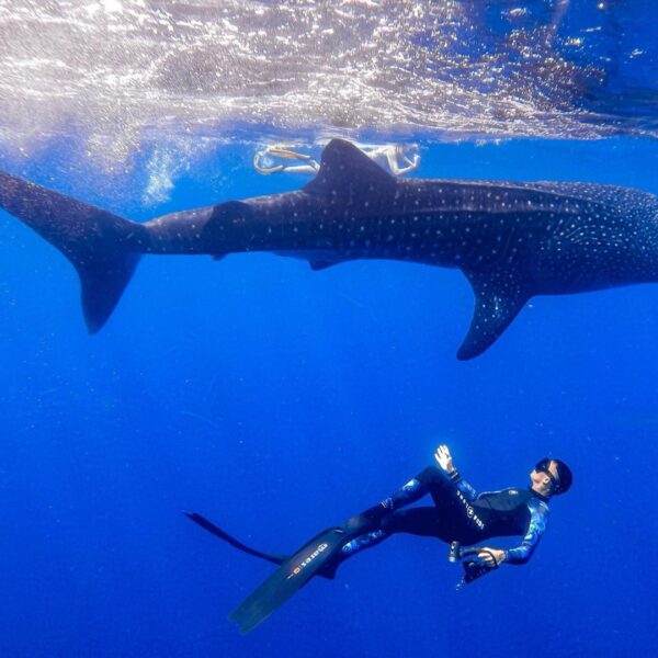 Whale shark swimming near snorkelers in Diani Beach, Kenya