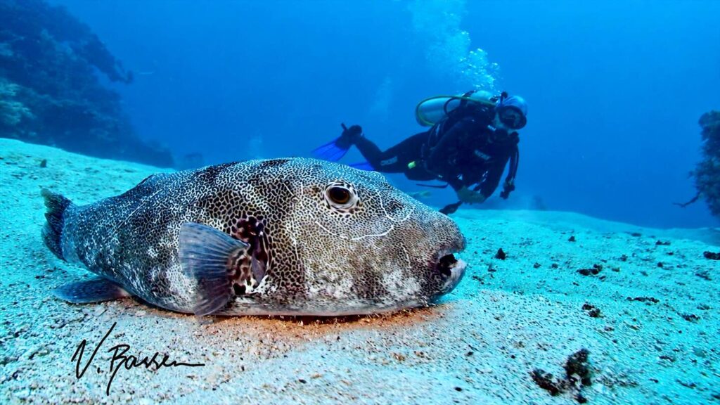 Pufferfish resting on the sandy seabed with a scuba diver in the background.